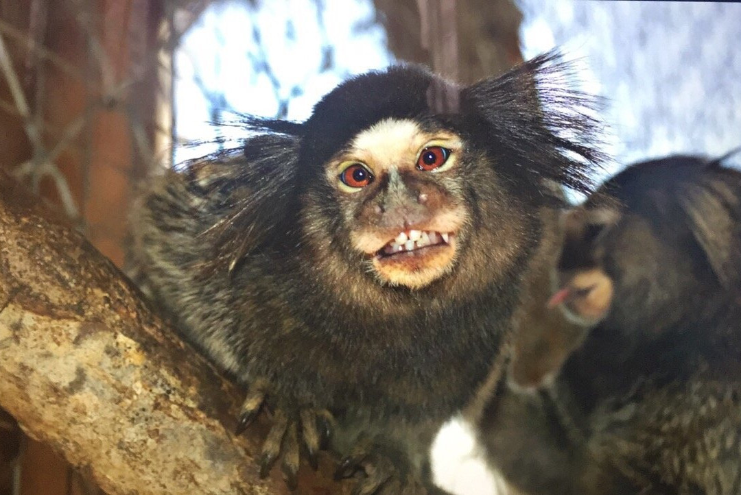 Jambo Exotic Park & Restaurant-Dzoraghbyur必去景点