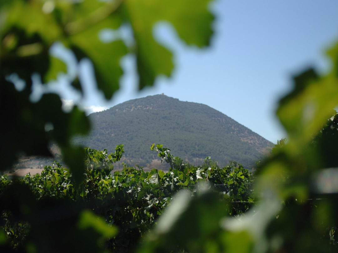 Tabor Winery景点图片