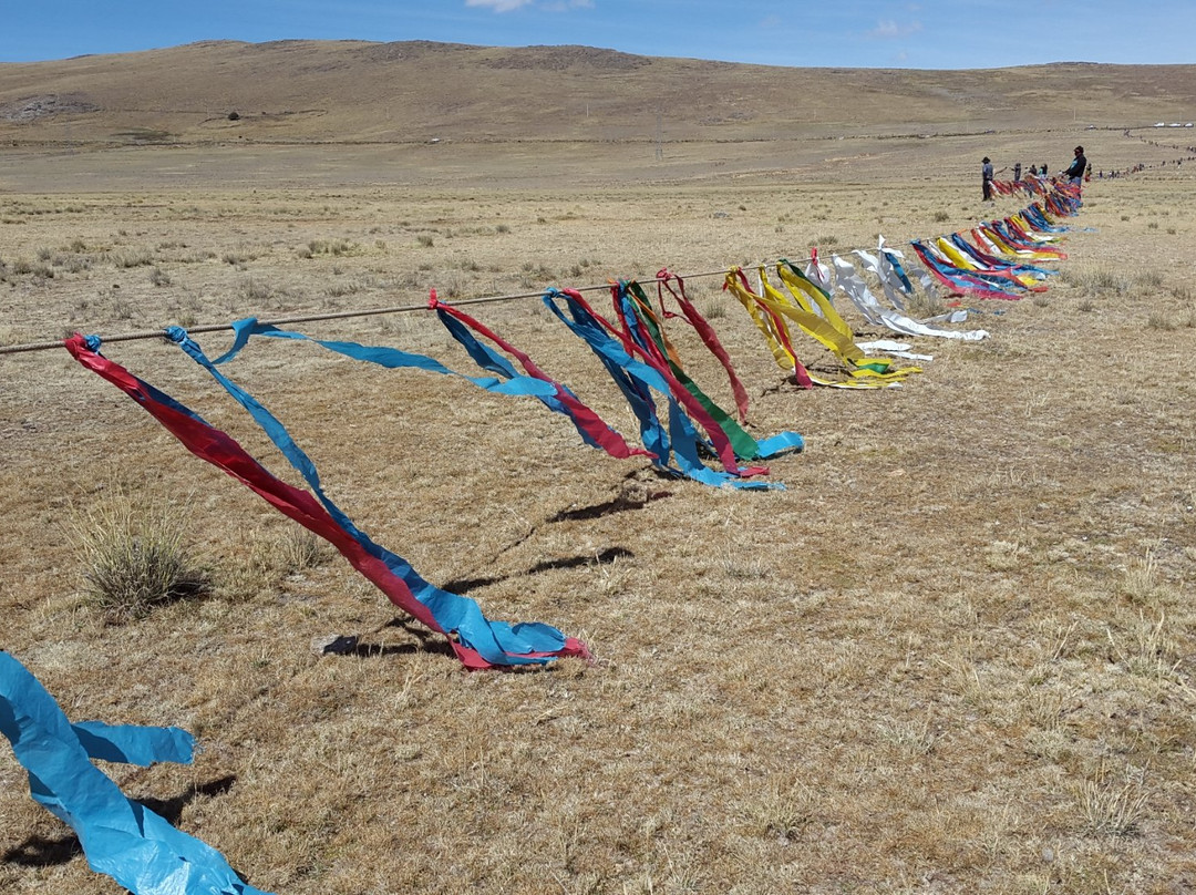 Reserva Nacional Pampa Galeras Barbara D'Achille-Ayacucho必去景点