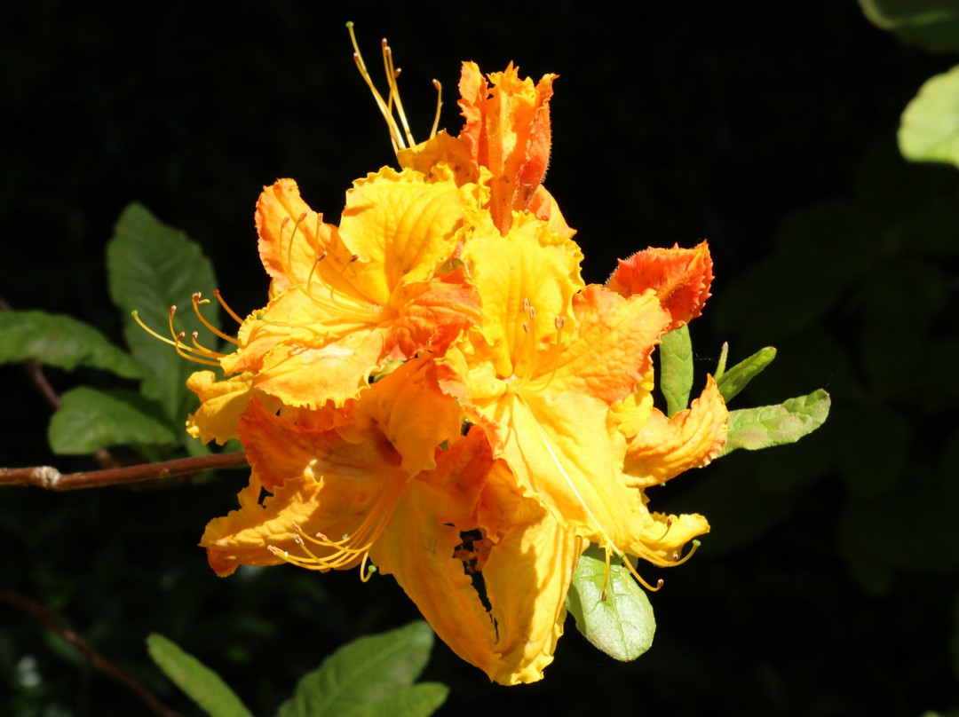 The Glades,  457 172 St, Surrey, Bc V3s 9p8-素里必去景点