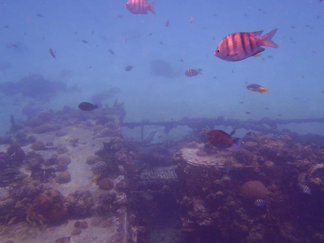 Super Cats-布里奇顿必去景点