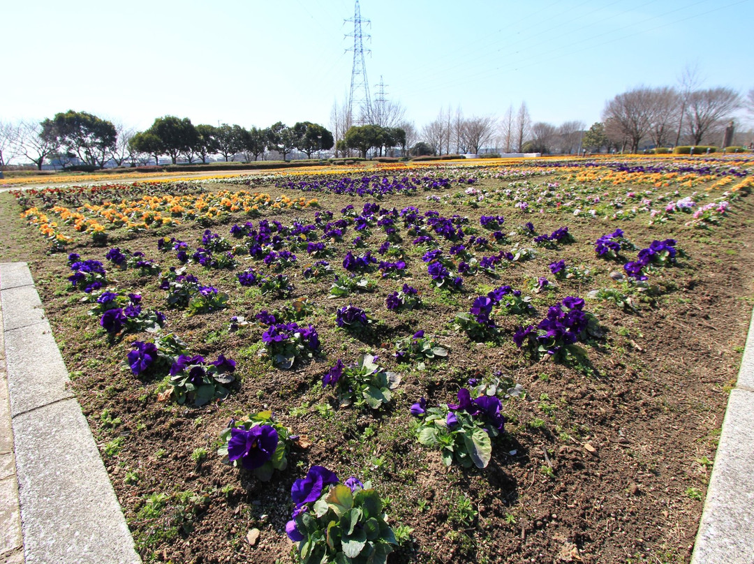 Suzuka Flower Park-铃鹿市必去景点