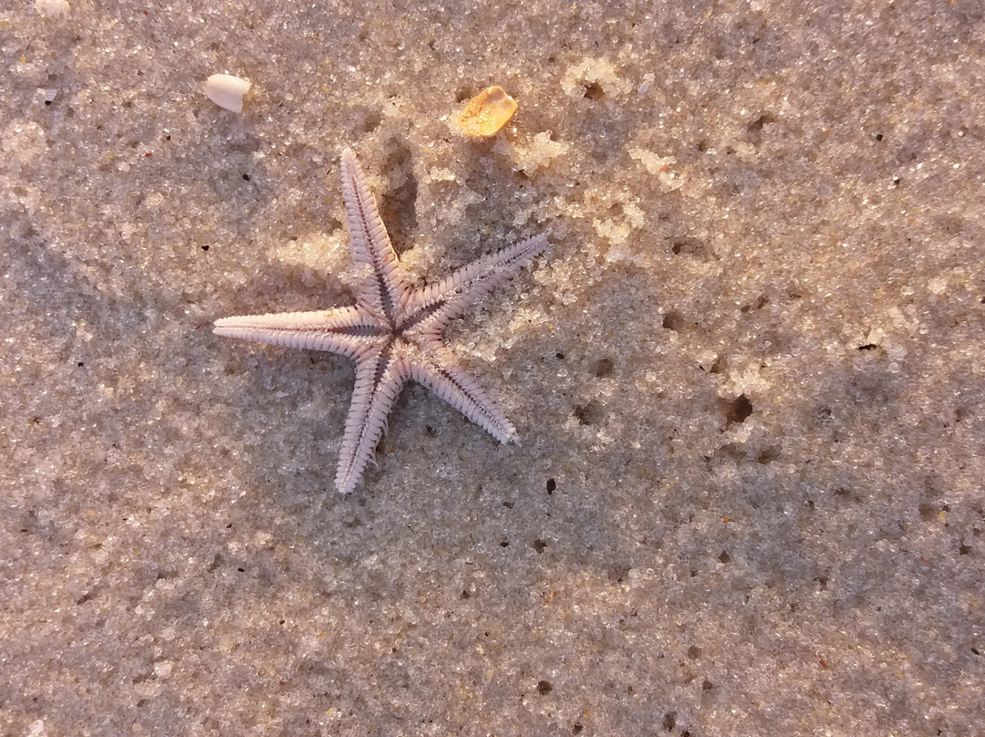 Vilatur Beach景点图片