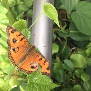 Bauang Beach-San Fernando La Union必去景点