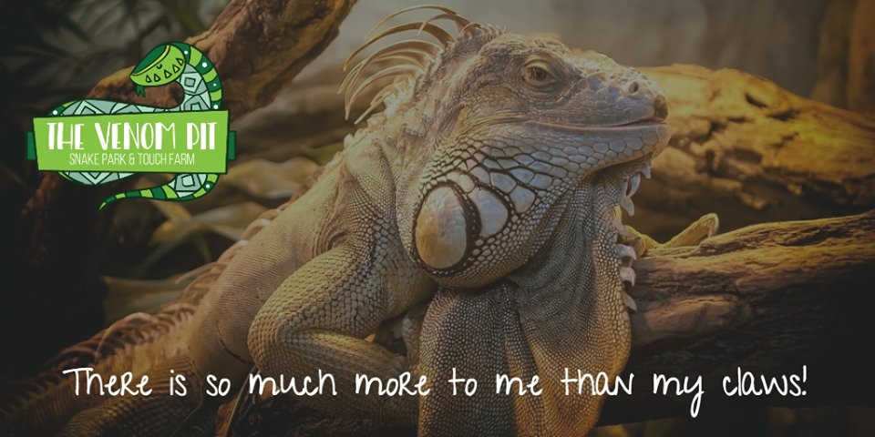 The Venom Pit Snake Park-东伦敦必去景点