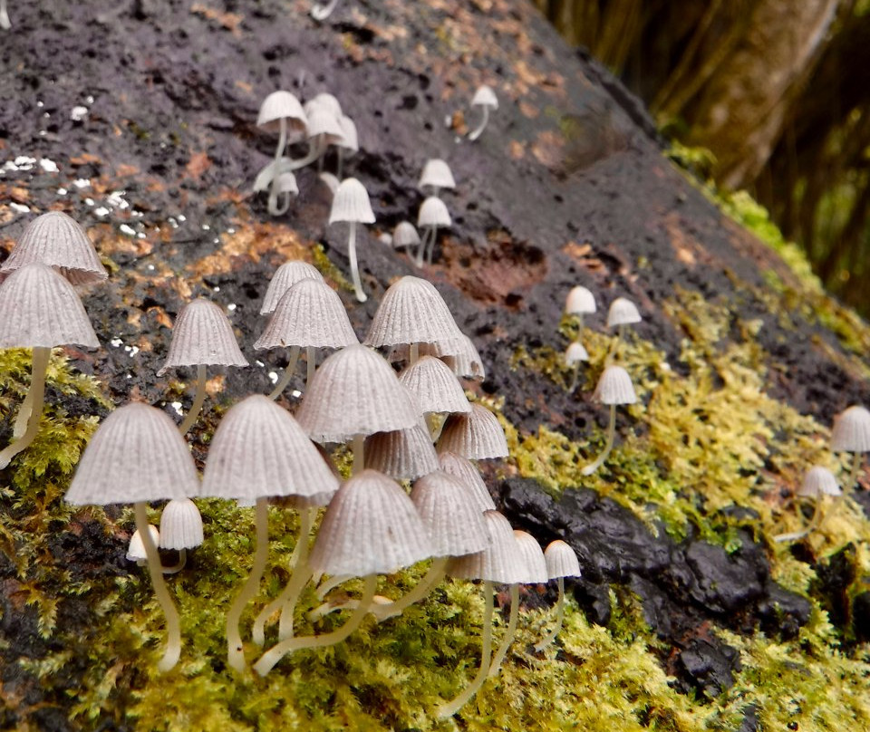 Hamama Falls-卡内奥赫必去景点