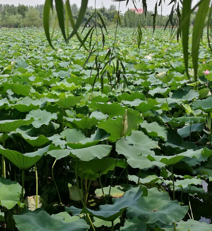 曹禺公园景点图片