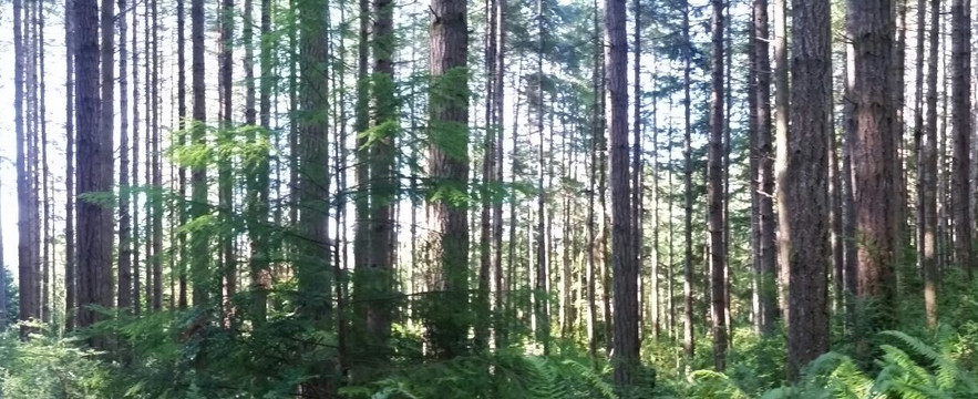 Guillemot Cove Nature Preserve-Seabeck必去景点