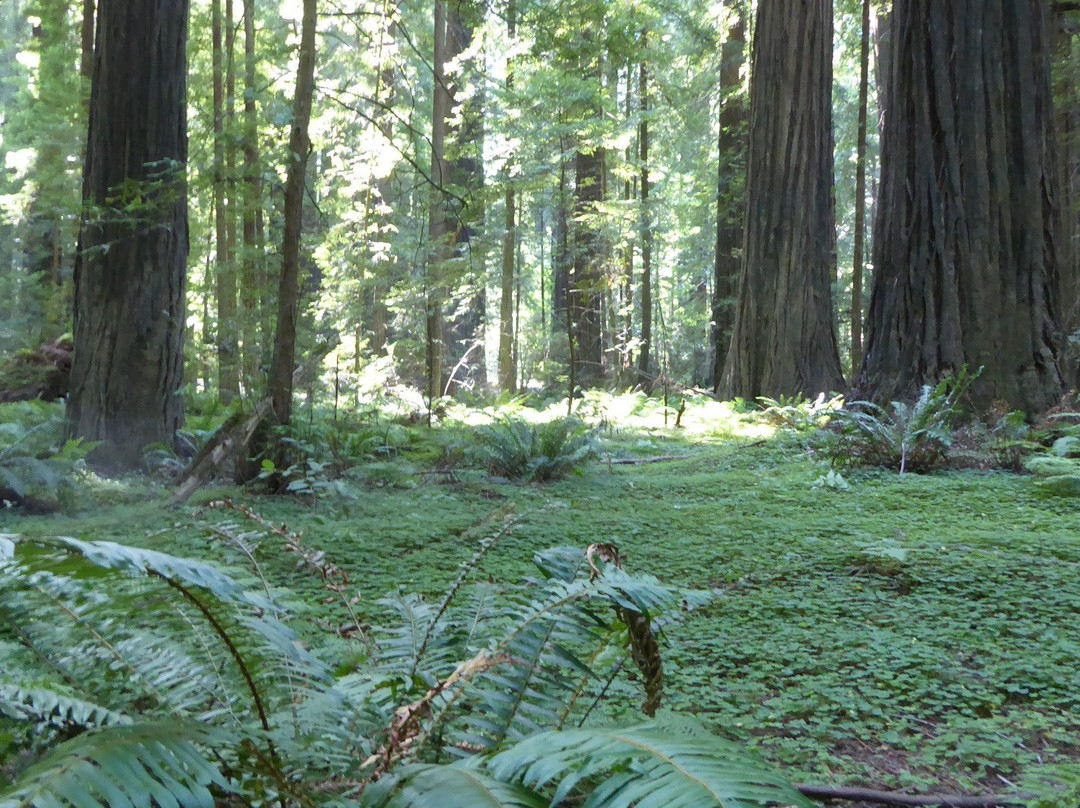 Arcata Community Forest景点图片