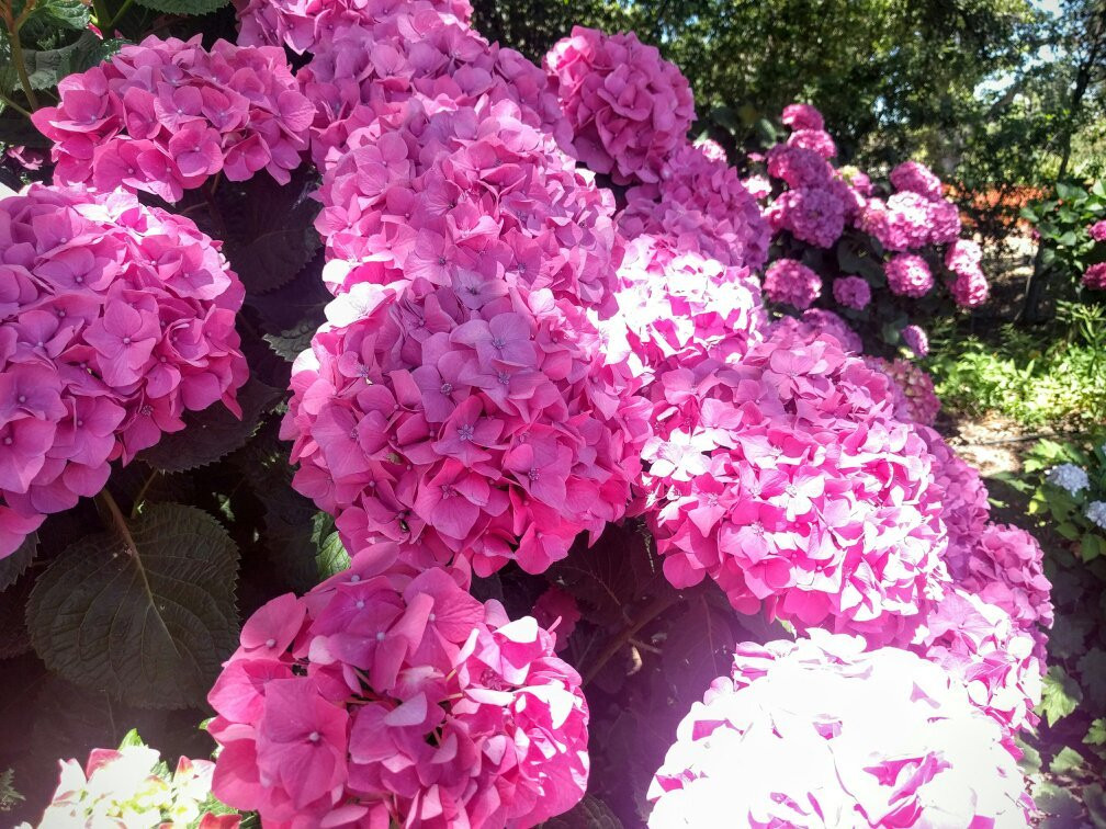 Amador Flower Farm景点图片