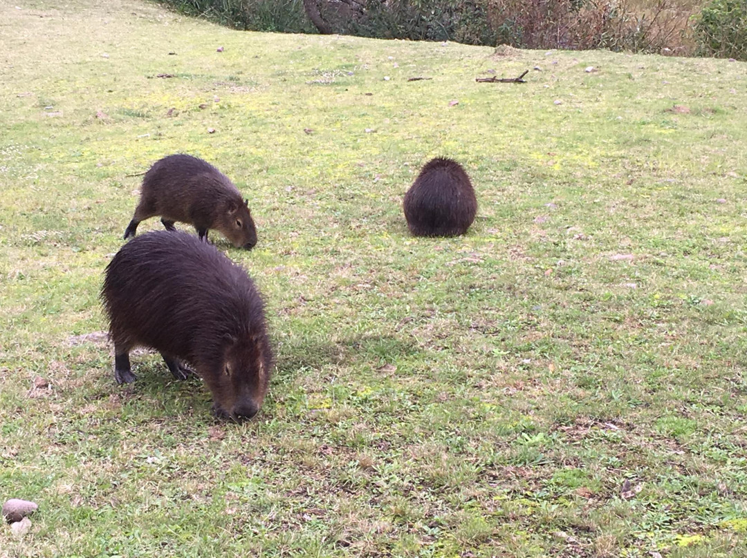 La Estacion de Cria de Fauna-Piriapolis必去景点
