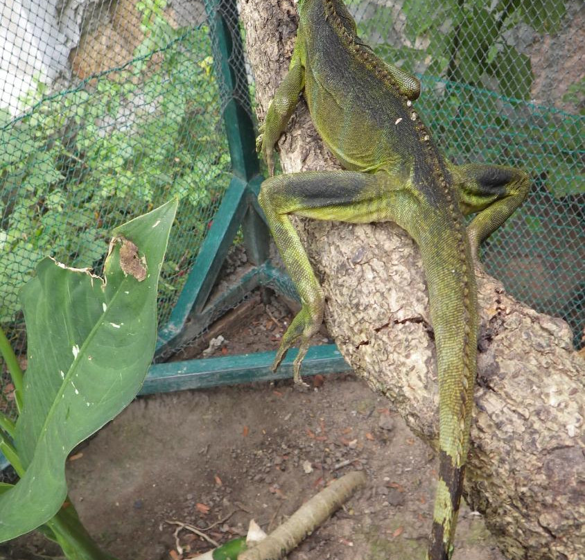 Jungle zoo-高龙必去景点