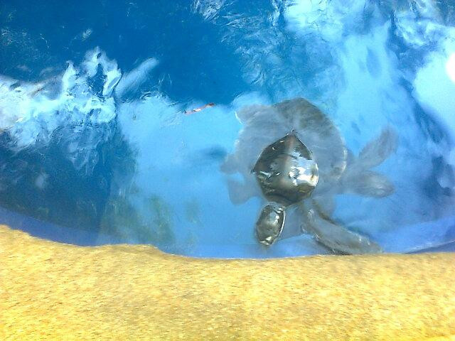 Projeto Tamar Guriri-Sao Mateus必去景点