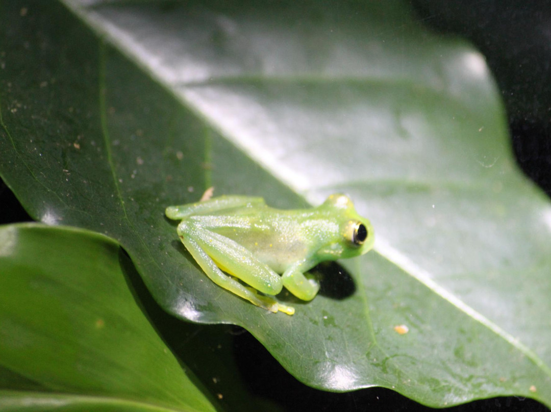 Ranario Monteverde Frog Pond景点图片