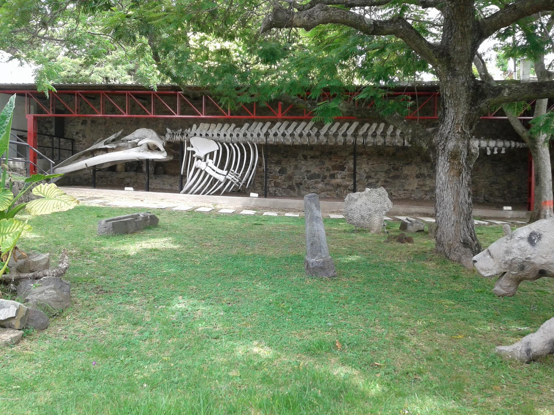 Museo Paleontologico-科洛尼亚·德尔萨克拉门托城必去景点