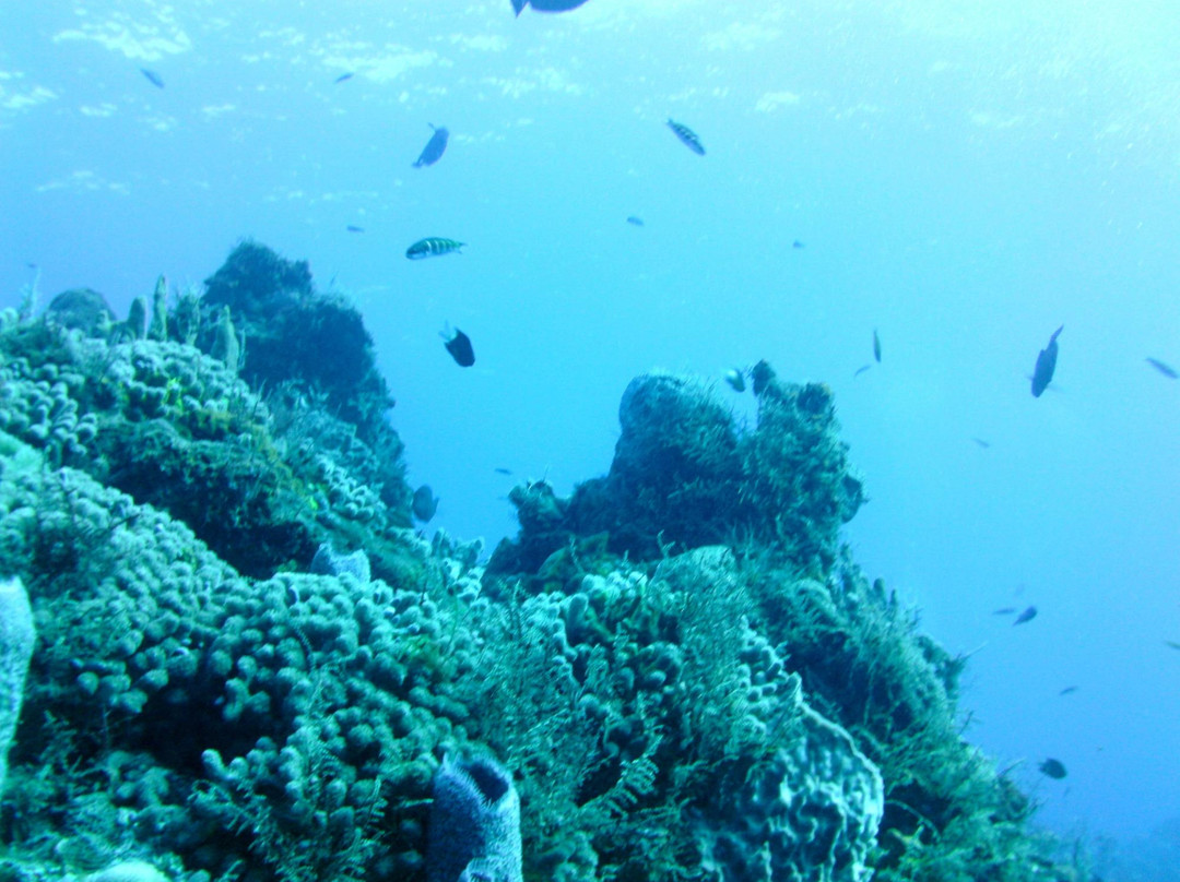 El Paso del Cedral Reef-考祖梅必去景点