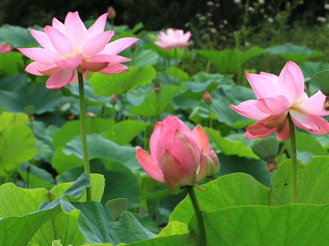 Lotus Lake-海参崴必去景点