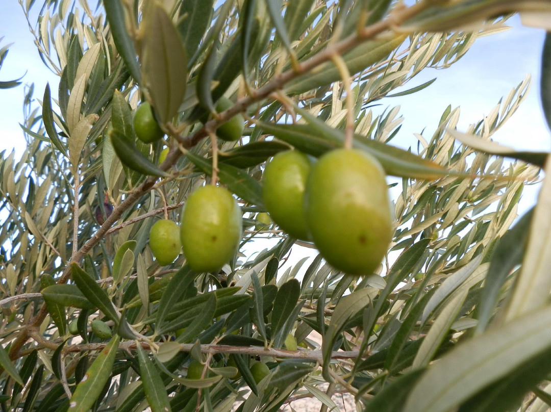 Bodega Cyan-Toro必去景点