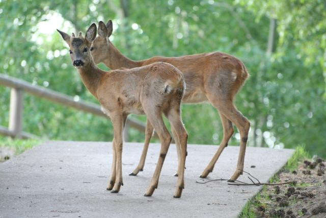 Centro Faunistico del Parco dell'Adamello-Paspardo必去景点