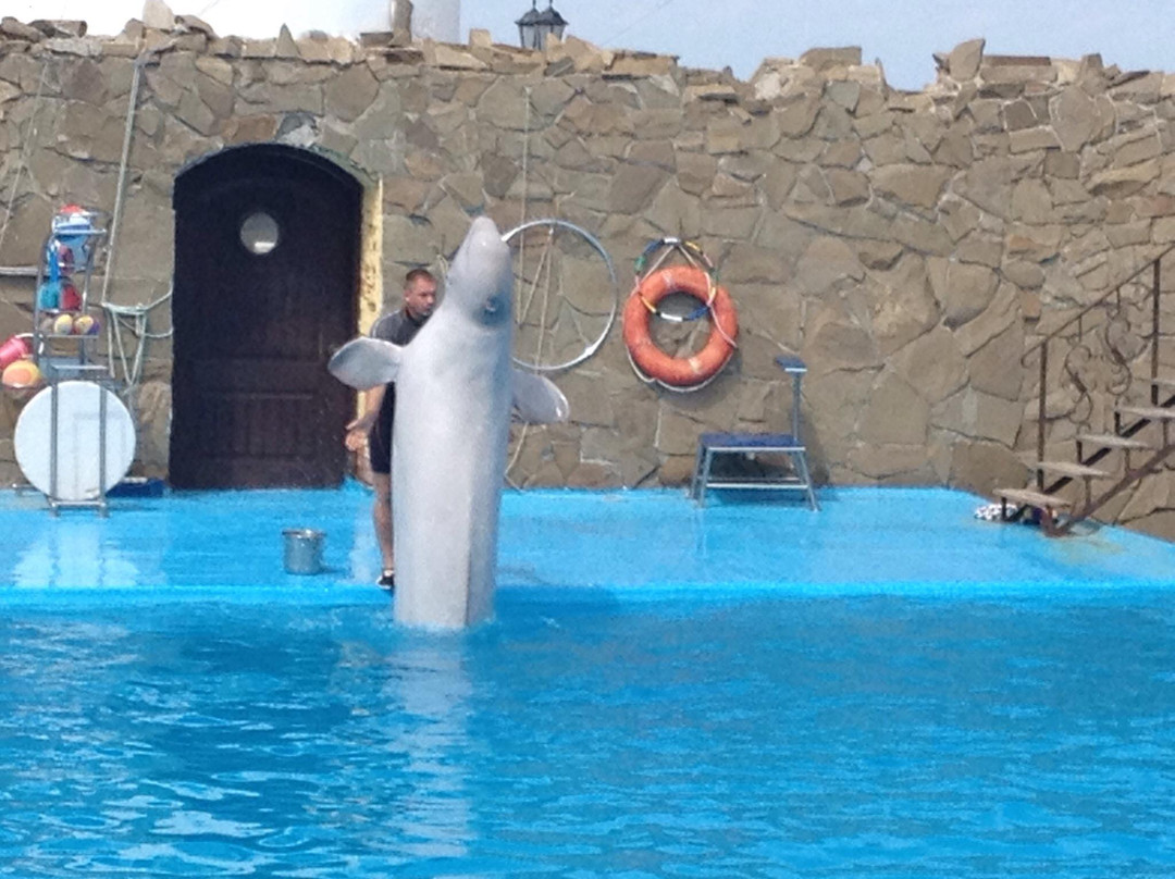 Dolphinarium景点图片