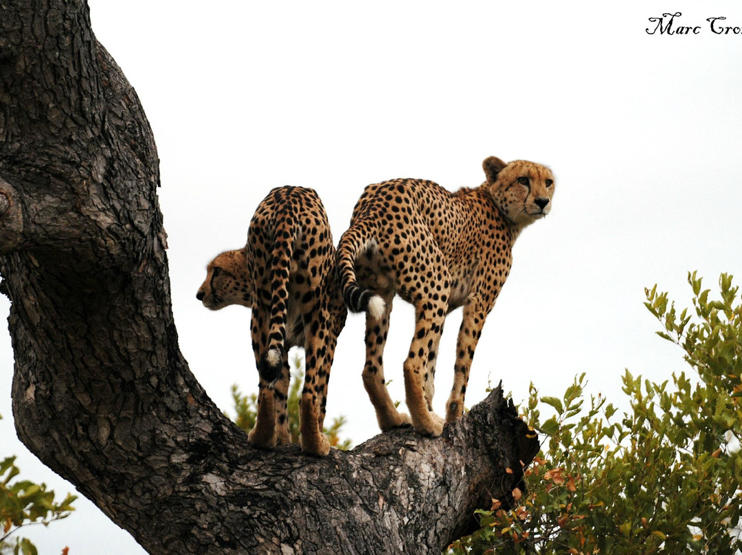 Kruger Flexi Tours - Day Tours-尼斯普鲁特必去景点