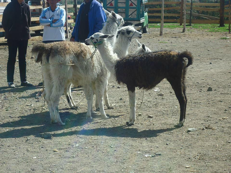 Mercado Indigena-Saquisili必去景点