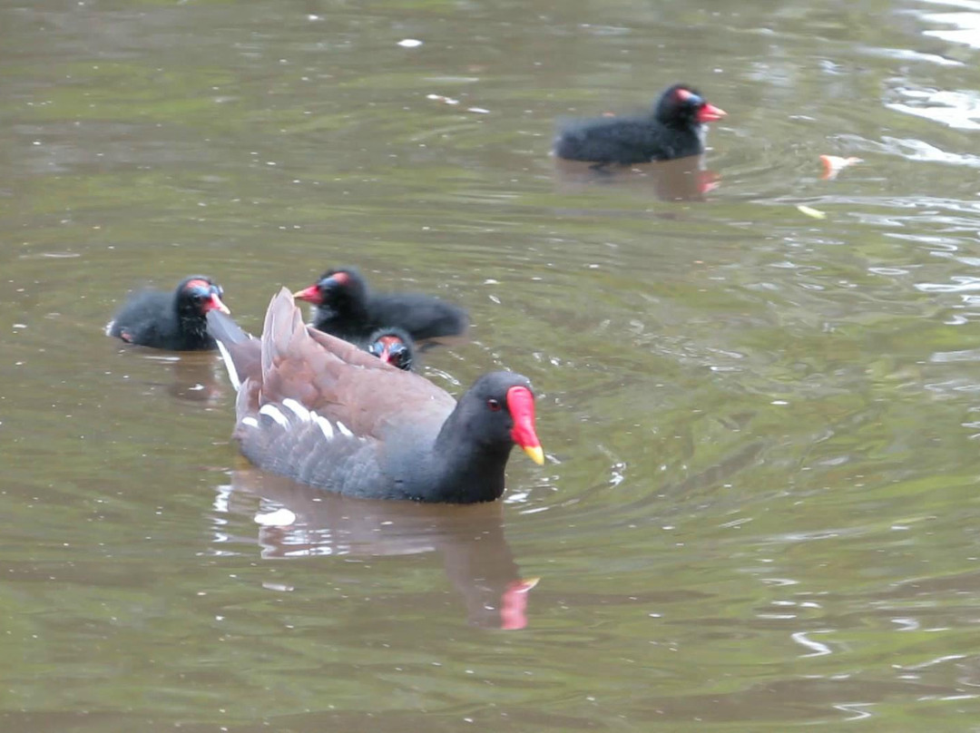 Parc animalier Rene CANIVENC (Le Moulineau)景点图片