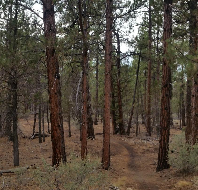 Peterson Ridge Trail-Sisters必去景点