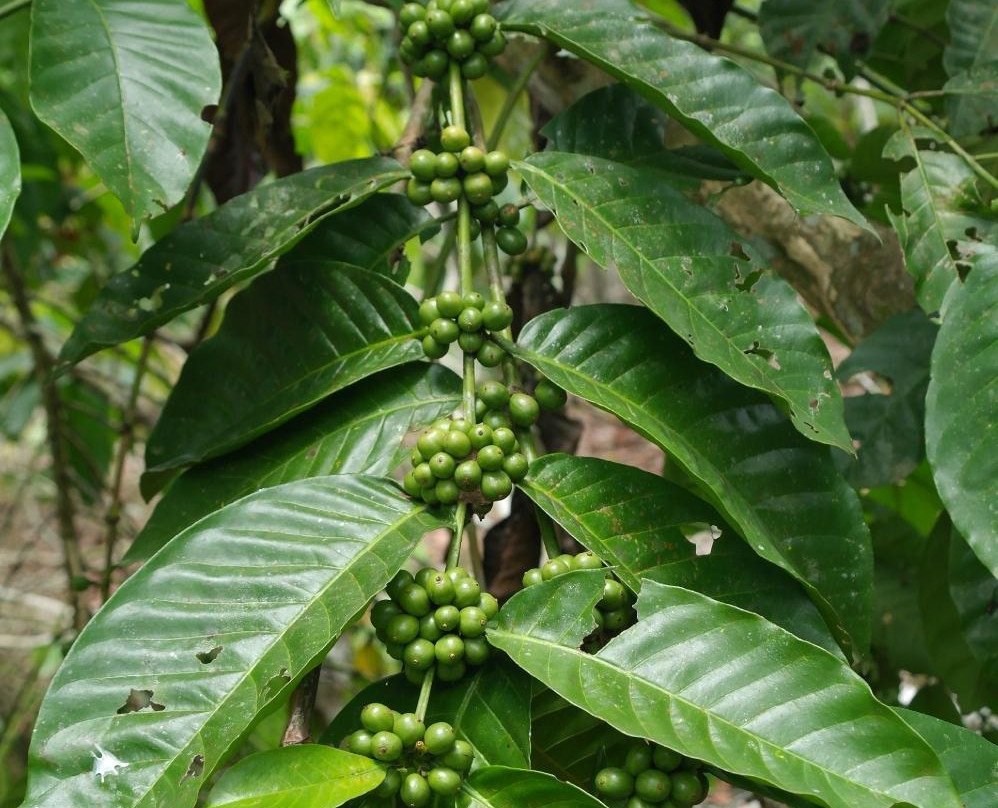 Kallari-Tena必去景点