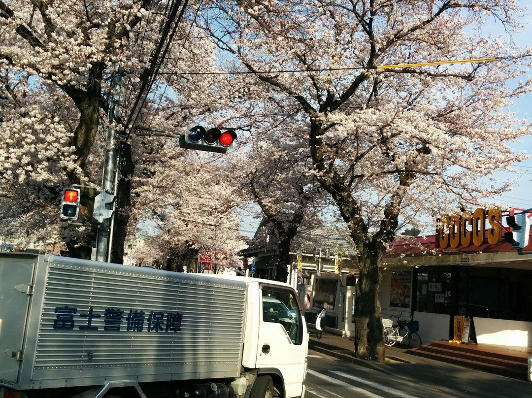 Matsudo City Cherry Blossom Festival-松户市必去景点