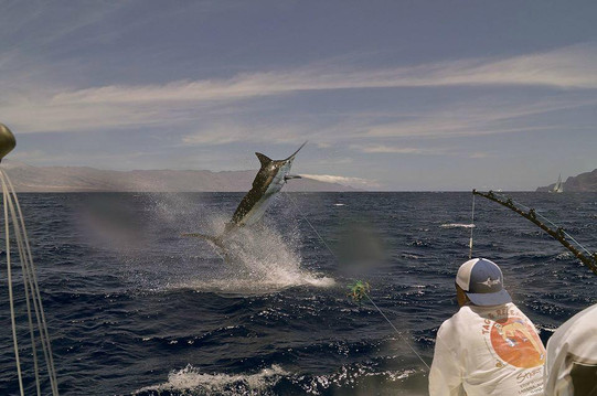 Go Fish Costa Rica-塔马林多必去景点