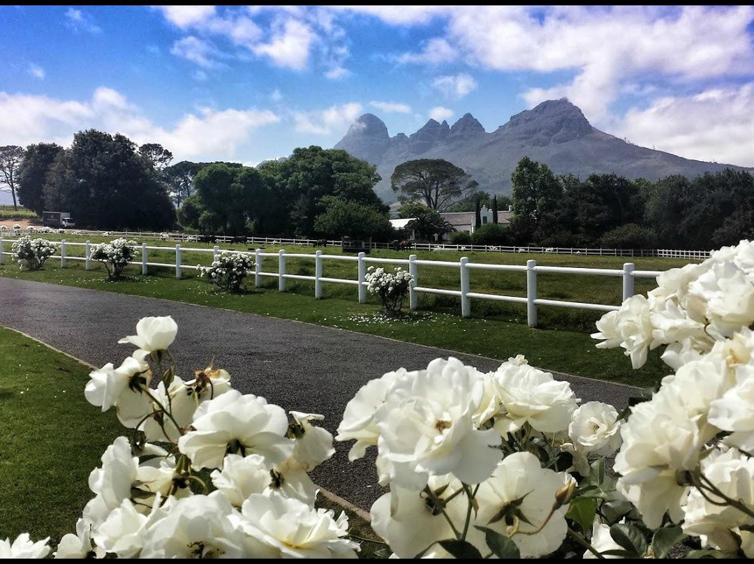 西索美塞餐馆和美食-The Avontuur Estate Restaurant