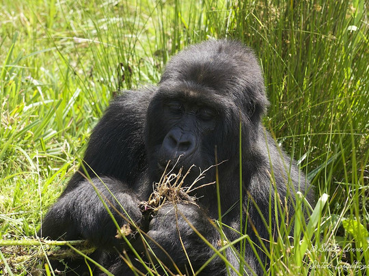 Intore Expeditions & Business Tours-吉佳利必去景点