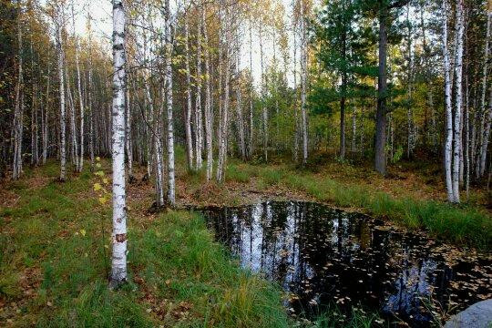 Sayma Park-Surgut必去景点
