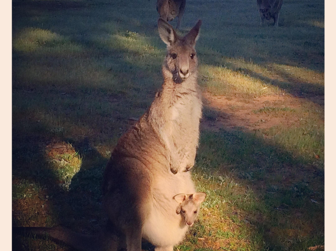 Weston Park-堪培拉必去景点