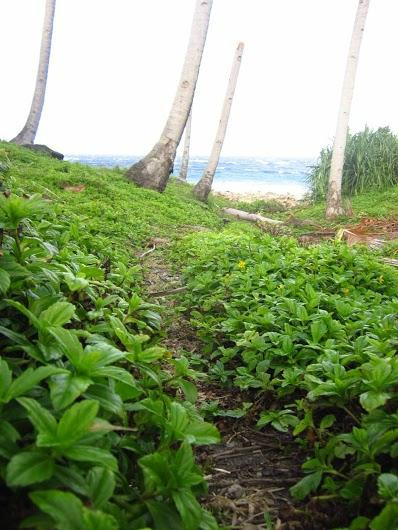 David's Trek-Apo Island必去景点