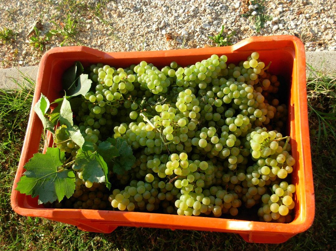 Azienda Agricola Antonio Introvigne景点图片
