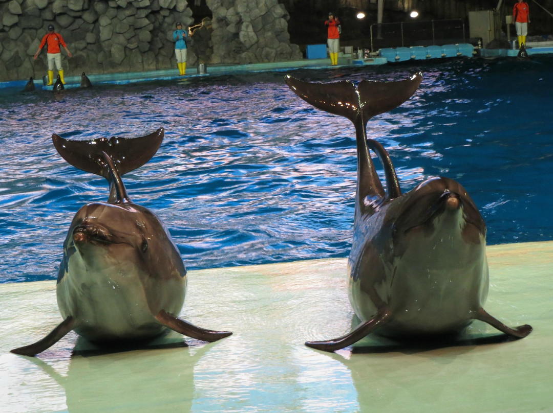 名古屋港水族馆-名古屋市必去景点