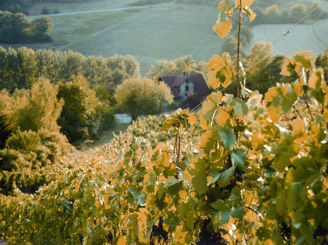 Johannes Deppisch Weinhaus am Main Winery景点图片