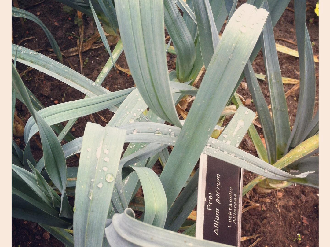 Ghent University Botanical Garden景点图片