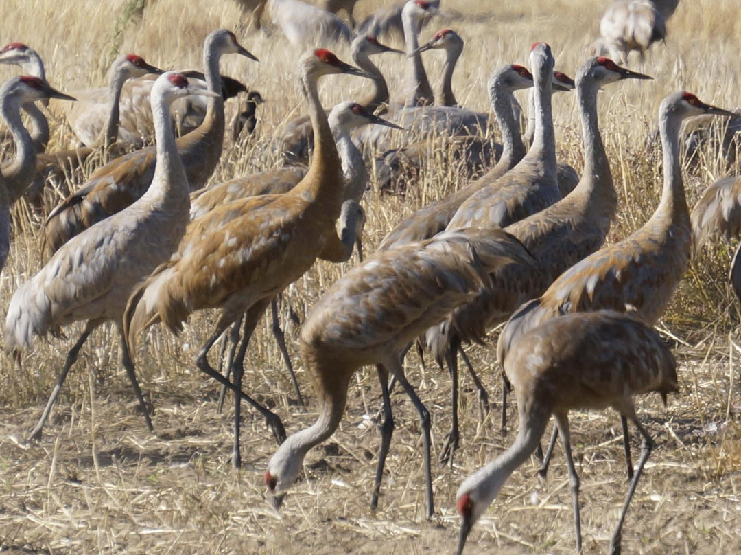 Creamer's Field Migratory Waterfowl Refuge-费尔班克斯必去景点