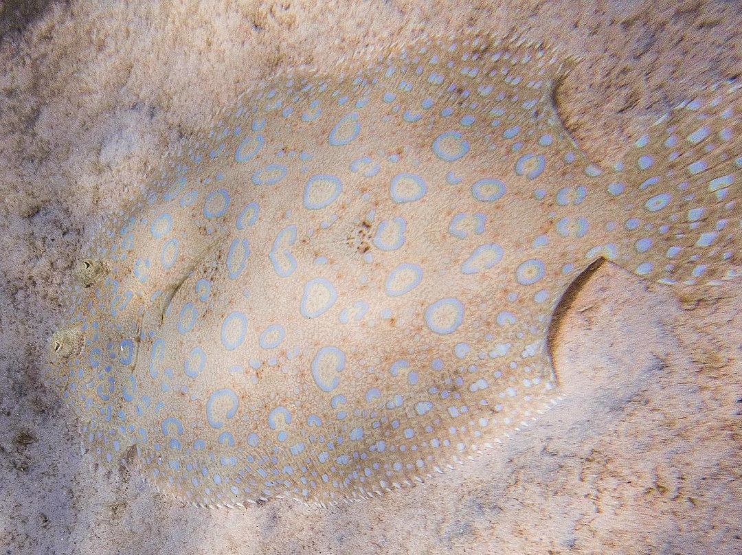 Chaplin's Bay Beach-Warwick Parish必去景点