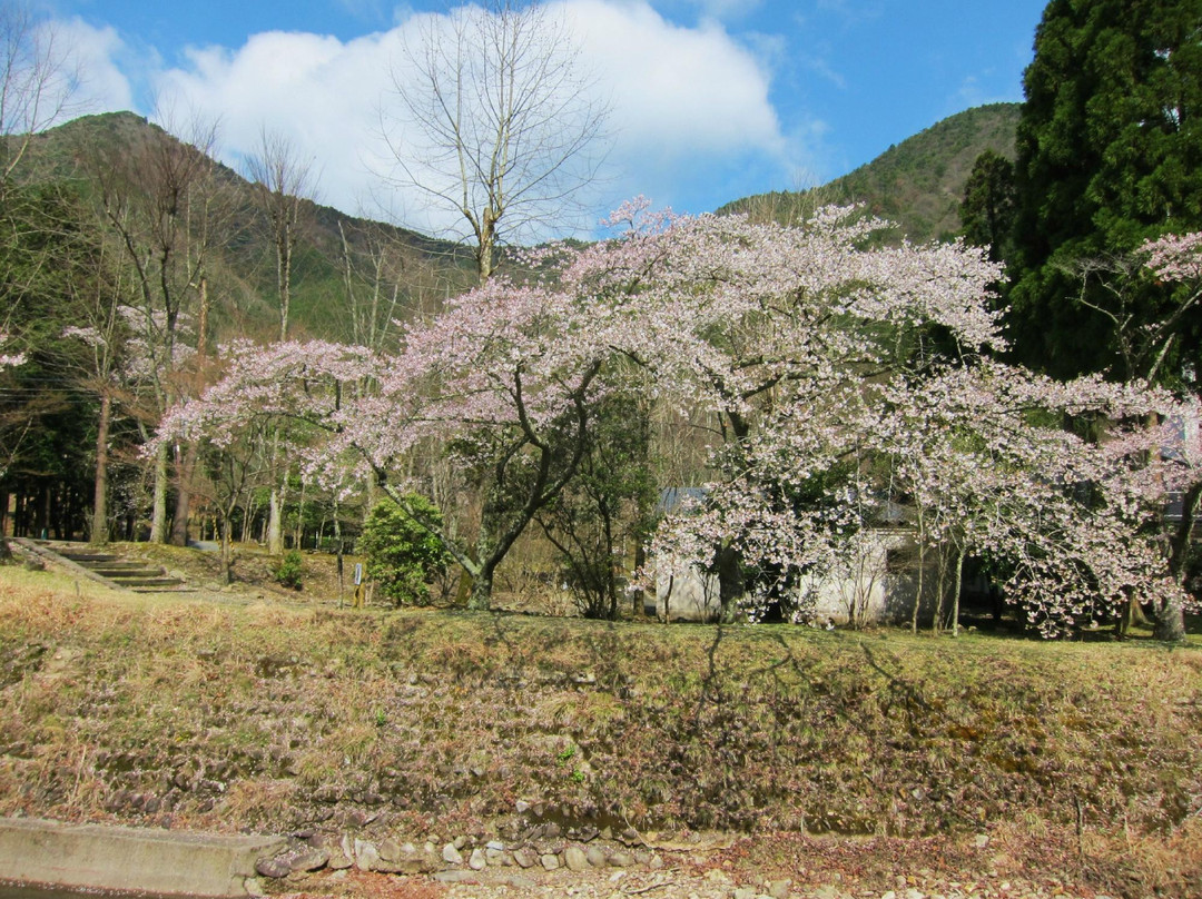 Kuramachino Sakura-丹波市必去景点