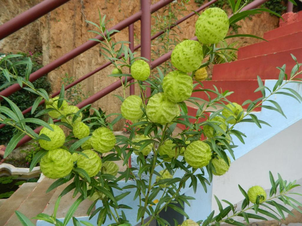 Hindustan Spices and Herbals景点图片