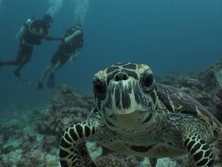 Orca Scuba Diving Academy景点图片