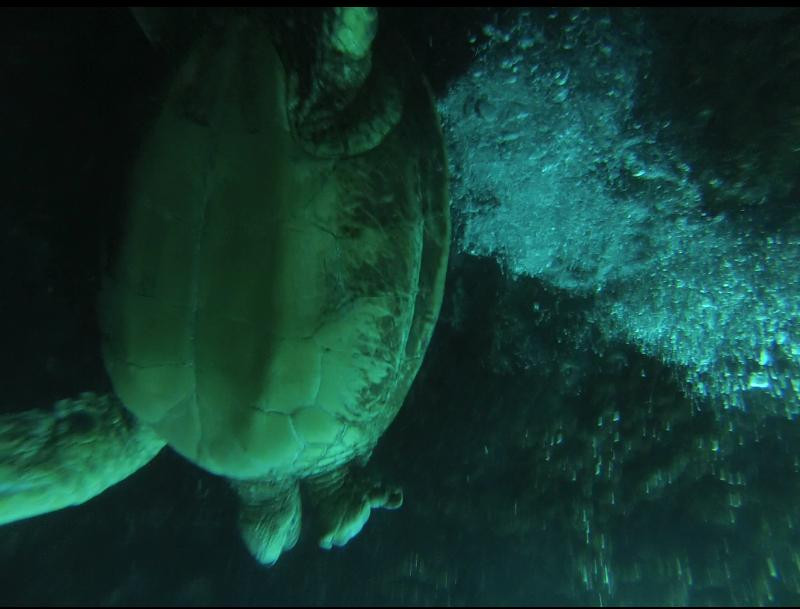 NeverDry Divers-基黑必去景点