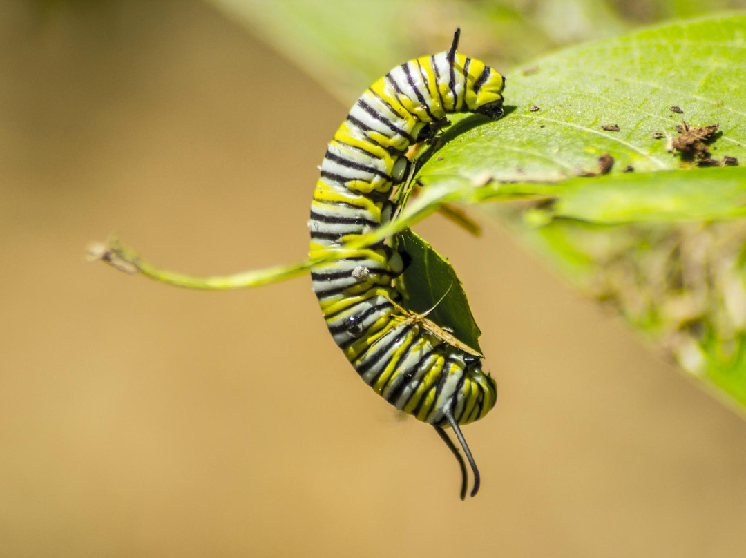 South Arkansas Arboretum-El Dorado必去景点