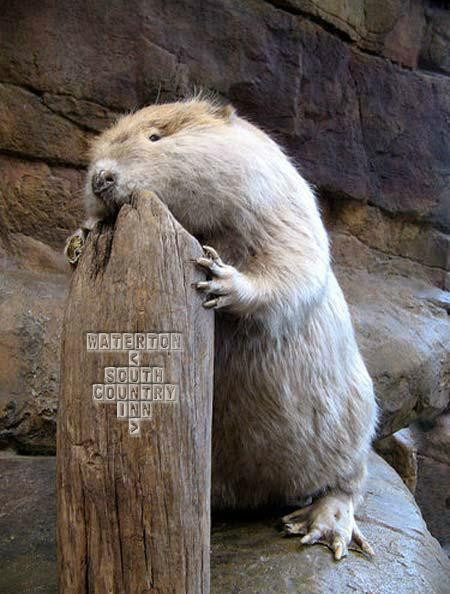 South Country Inn主图