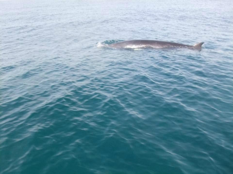 Black Runner-阿尔布赞拉必去景点