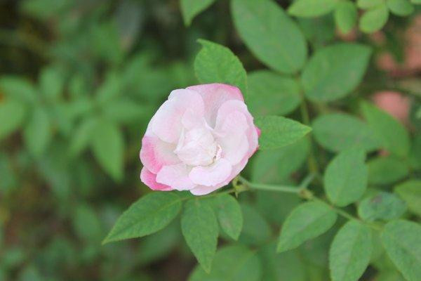 Gardenia Hotel Spa & Resorts主图